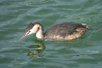 Crested grebe on the waters of the Upper Zurich Lake (Obersee) between Hurden (Schwyz) and Rapperswil (Sankt Gallen), Switzerland