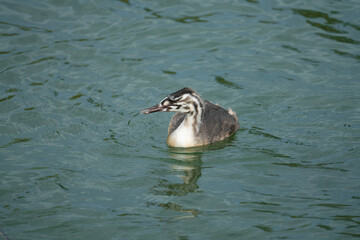 A juveniles crested grebe on the Upper Zurich Lake (Obersee) between Hurden (Schwyz) and Rapperswil (Sankt Gallen), Switzerland