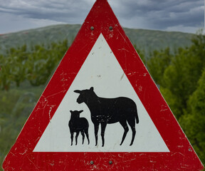 Huge herds of sheep and goats often cross the country roads of Norway, providing a charming...