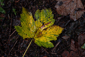 single autumn leaf on forest floor