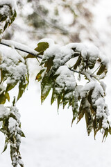 First snow on green and yellow leaves of the tree. First snowfall, winter concept
