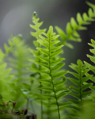 fern leaves