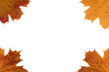 maple yellow autumn leaves isolated on white background, autumn design for lettering or logo