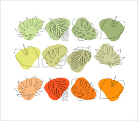 
leaves, autumn, set, leaves, set, plants, birch, leaves, maple, monstera, leaf fall