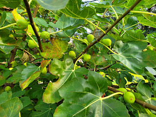 Fig, fig fruit, fig tree, Fruit