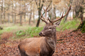 Rothirsch (Cervus elaphus) Portrait im Mischwald