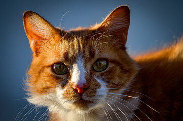 portrait of a cat