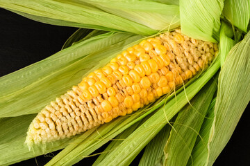 fresh, unripe ear of corn. The concept of a corn farm, bad harvest. Close-up