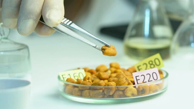The inspector examines corn seeds in the laboratory with a magnifying glass. Corn grains on the table are decorated with plates with the names of additives E. Food safety laboratory, scientist concept