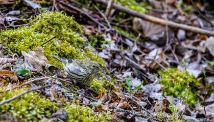 The Eurasian siskin (Spinus spinus) feeds in the undergrowth, on the spring edge of the boreal...