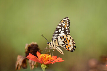 butterfly on flower