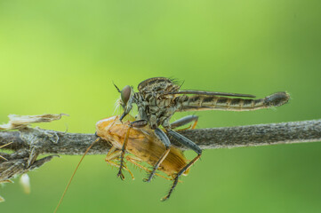 roberfly on a leaf