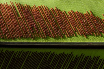 Fern