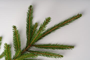 A Christmas tree branch lies on a white background.