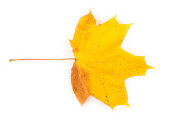 yellow autumn maple leaf isolated on white background.