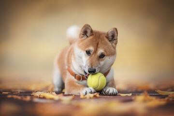 A funny young Shiba Inu dog lying on a wooden deck among fallen leaves and playing with a yellow tennis ball. Close-up portrait. Looking into the camera. Blurred background - Powered by Adobe