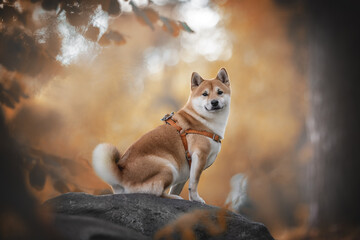 Funny young shiba inu dog with a fluffy tail sitting on a large stone against the backdrop of a bright autumn landscape. Looking into the camera