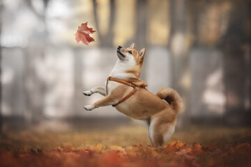Funny young shiba inu dog with a fluffy tail playing with a falling maple leaf on the background of a bright autumn landscape. Paws in the air. Profile view