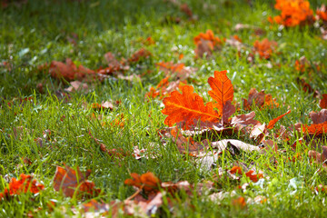 Autumn background. Glowing orange leaves on green grass.