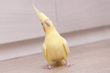 Funny cockatiel yellow parrot on the floor at home. © vittaliya