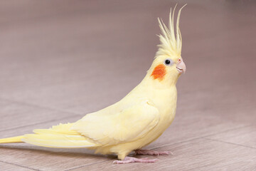 Funny cockatiel yellow parrot on the floor at home.
