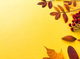 Autumn border banner with natural dried leaves and red berries on bright yellow background, top view, copy space. Autumn, thanksgiving day web banner background, cozy flat lay. Lay out, top view.