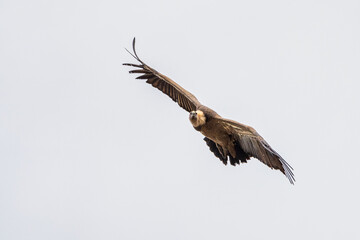 Griffon vulture, Gyps fulvus in Monfrague National Park. Extremadura, Spain
