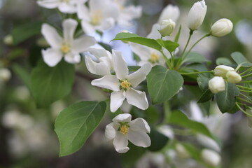 White flowers in spring