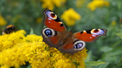 the butterflies suckle fresh nectar in autumn