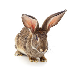 One brown rabbit.