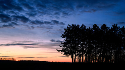 sunset in the forest