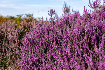 Fototapeta na wymiar Close up of vibrant purple heather in full bloom on Suffolk heathland which is an Area of Outstanding Natural Beauty