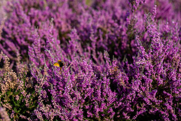 Fototapeta premium Small copper butterfly (Lycaena phlaeas) on colourful bell heather (Erica cinerea) on Suffolk heathland in the UK