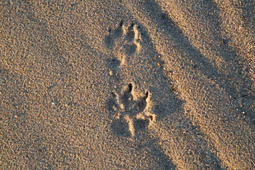 Fototapeta na wymiar Large dog tracks in the sand.The dog is walking on the street.