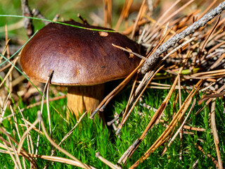 mushroom in the forest with pine needles