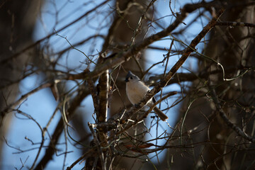 Majestic Tufted-Titmouse