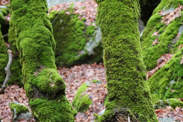 Paisagens Yosemite Park