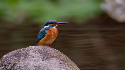 bird, eisvogel, natur, wild lebende tiere, tier, bees, ast, bunt, 