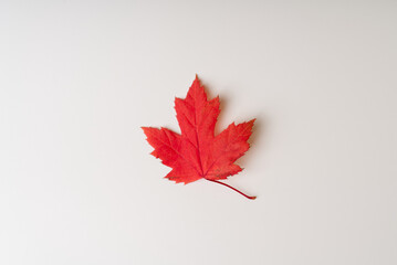 Red autumn leaf on a white background.