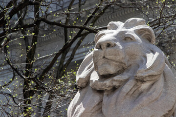 Fototapeta na wymiar Stone lion outside the New York Public Library. Seen from below and close.