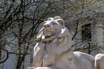 Stone lion outside the New York Public Library. Seen from below.