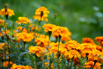 many yellow flowers of the marigold species grow in the garden