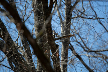 Downy Woodpecker on a Tree