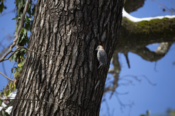 Obraz premium Female red-bellied woodpecker (Melanerpes carolinus) foraging in a tree trunk below a snow-dusted limb