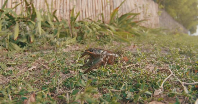 Moving river crayfish in grass.