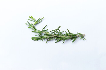 Rosemary branch. Isolated on white.