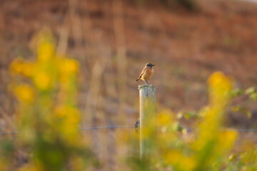 European Stonechat on the branch in the steppe. Wildlife scene from nature