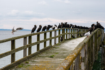 Wasserv&ouml;gel am Bootssteeg M&ouml;we im Anflug