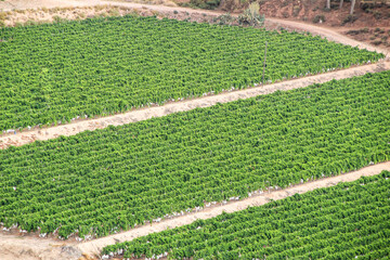 Panoramic view of the vines from the Castle of La Mola in Novelda