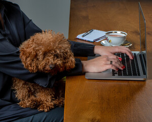 Young Business Woman Working with her Dog in Home Office.Dog in the Office.